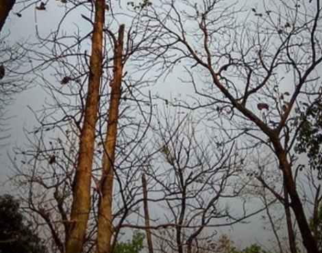 PV tree